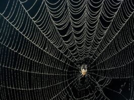 Spider Silk