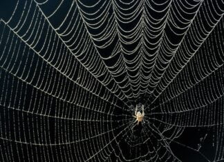 Spider Silk