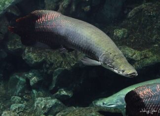 Arapaima gigas fish